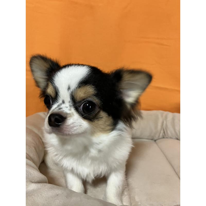 販売中の埼玉県のチワワ(ロングコート)-392193の2枚目