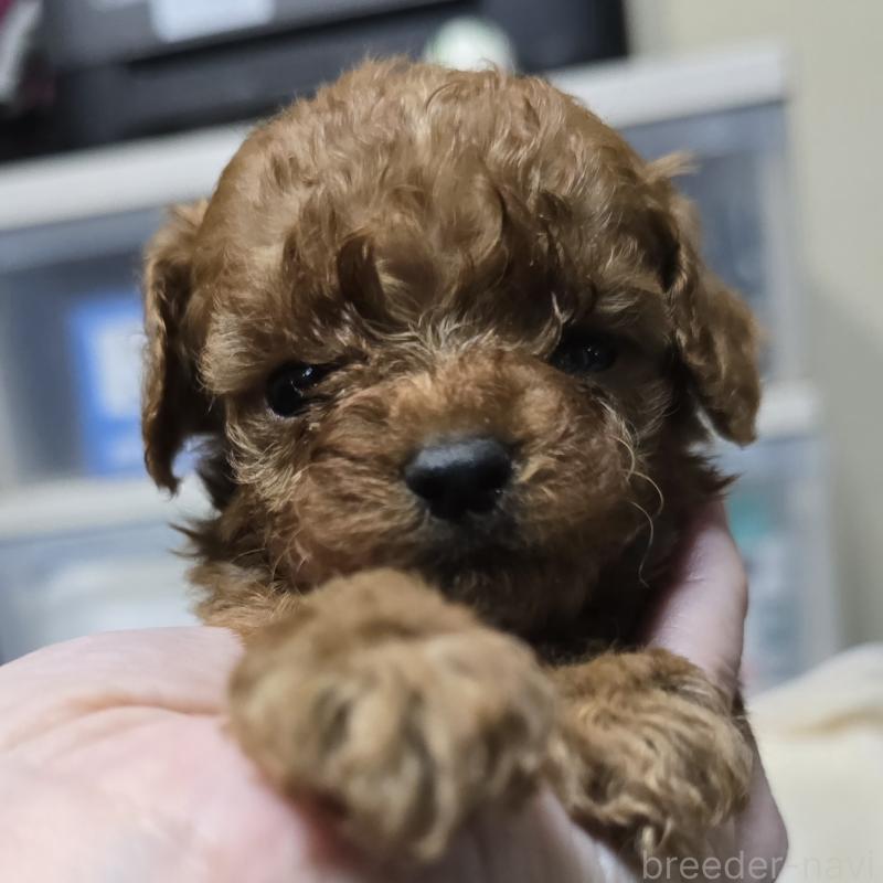 成約済の岡山県のトイプードル-411589の9枚目