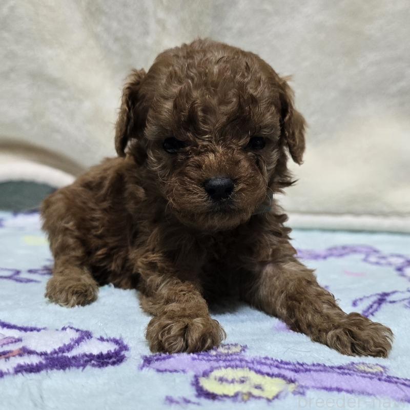 成約済の岡山県のトイプードル-411589の8枚目