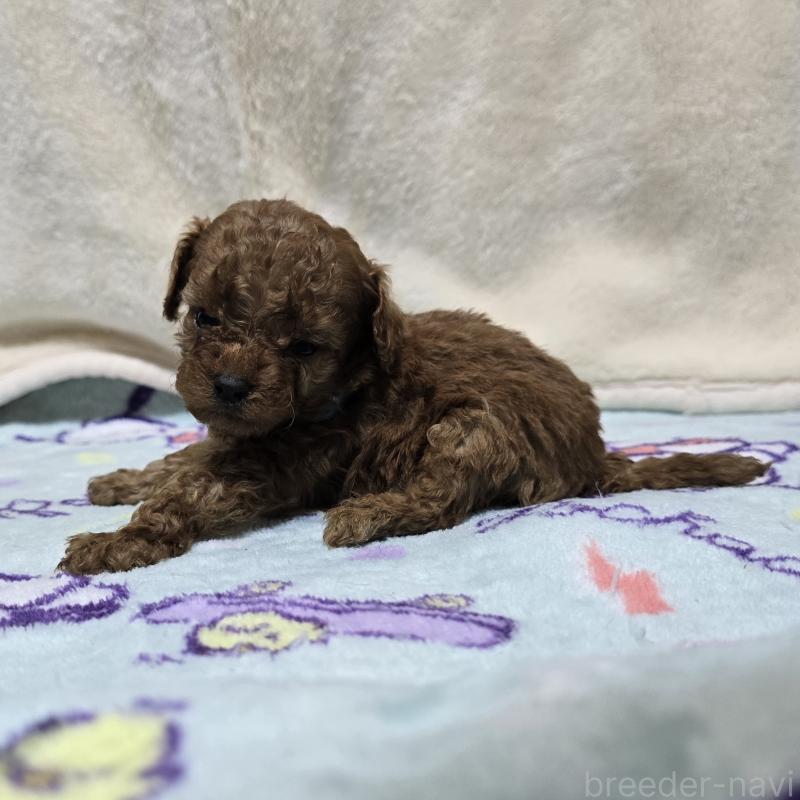 成約済の岡山県のトイプードル-411589の7枚目