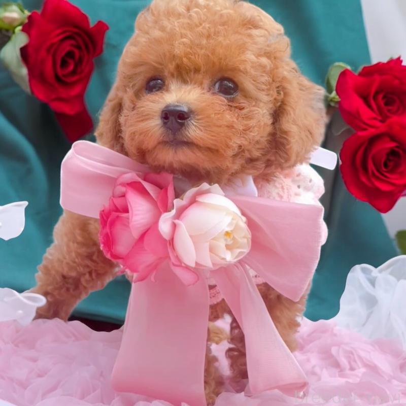 成約済の千葉県のタイニープードル-403185の2枚目