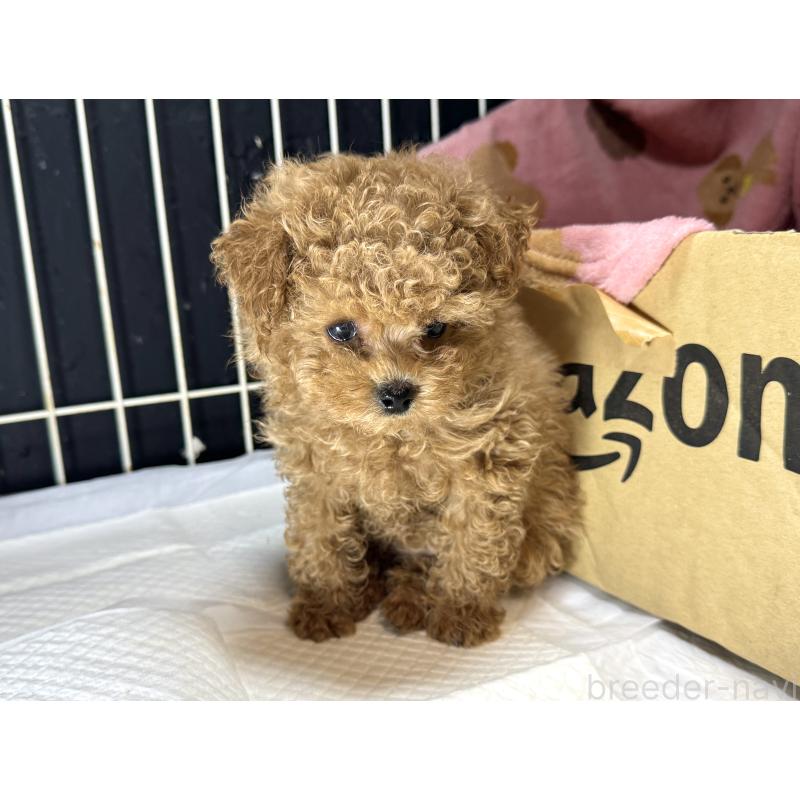 販売中の熊本県のタイニープードル-414773の4枚目