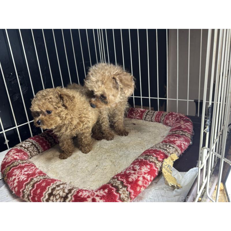 販売中の熊本県のタイニープードル-414773の3枚目