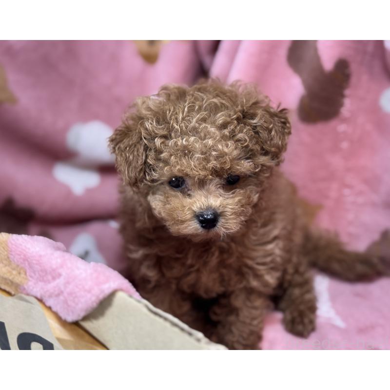 販売中の熊本県のタイニープードル-414773の2枚目