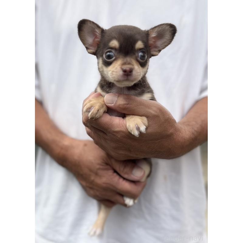 成約済の静岡県のチワワ(スムースコート)-413291の6枚目