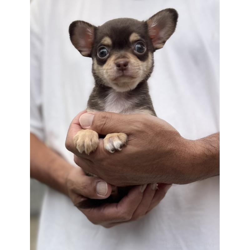 成約済の静岡県のチワワ(スムースコート)-413291の5枚目