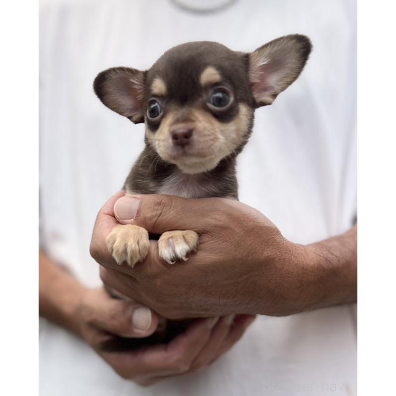 成約済の静岡県のチワワ(スムースコート)-413291の4枚目