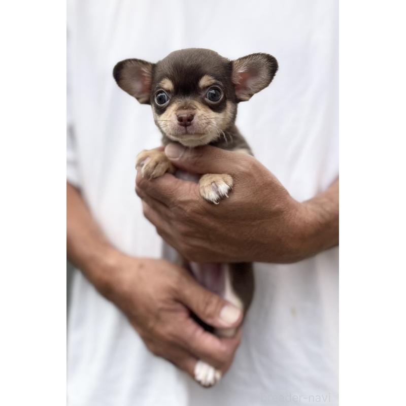 成約済の静岡県のチワワ(スムースコート)-413291の3枚目