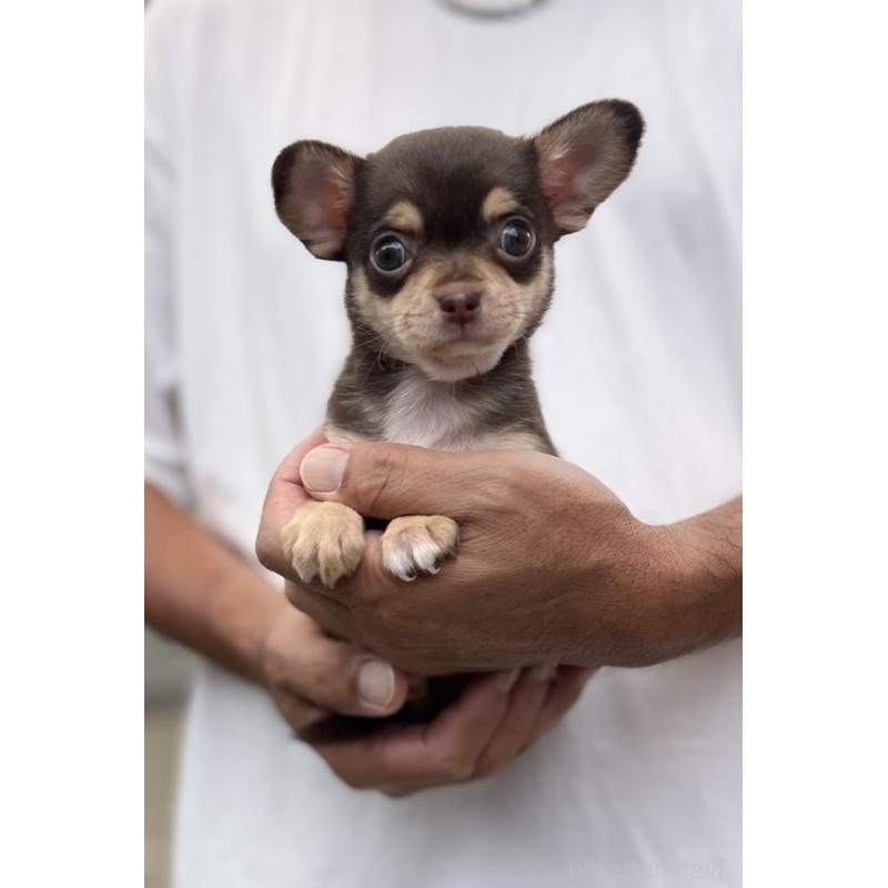 成約済の静岡県のチワワ(スムースコート)-413291の2枚目