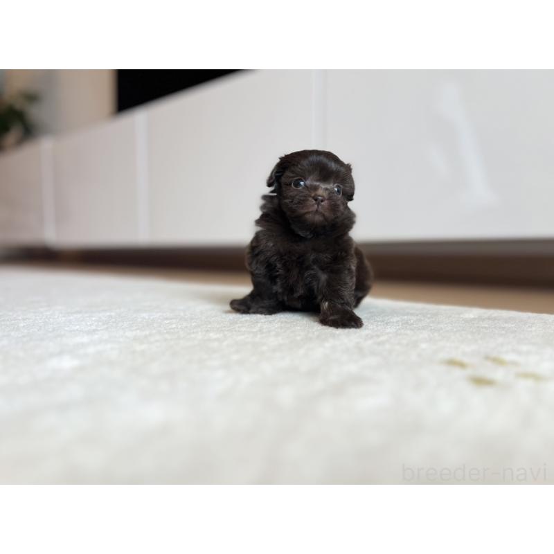 販売中の静岡県のミックス犬-414779の5枚目