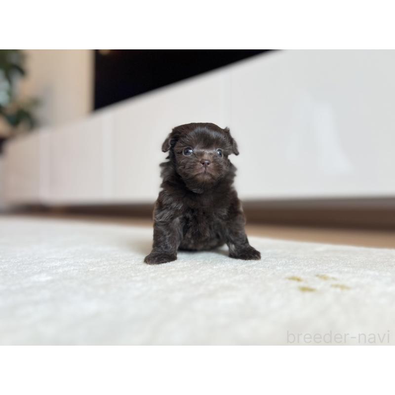販売中の静岡県のミックス犬-414779の4枚目