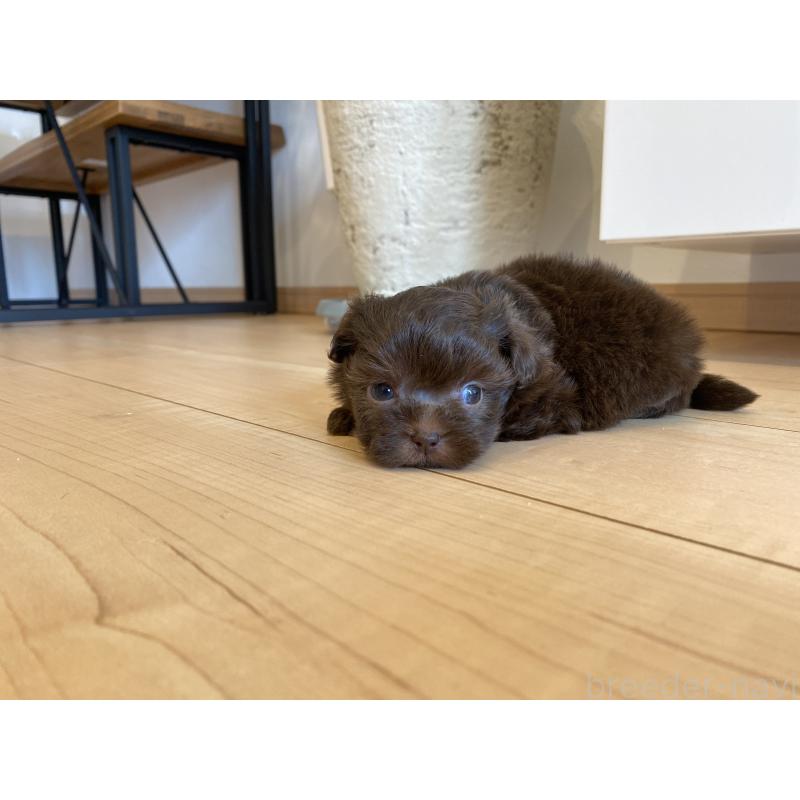 販売中の静岡県のミックス犬-414779の3枚目