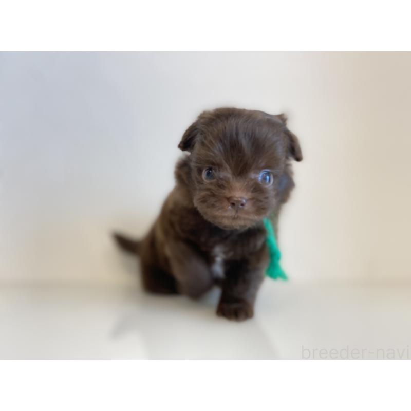 販売中の静岡県のミックス犬-414780の2枚目