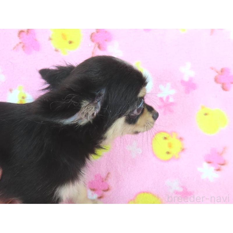 成約済の千葉県のチワワ(ロングコート)-411980の4枚目