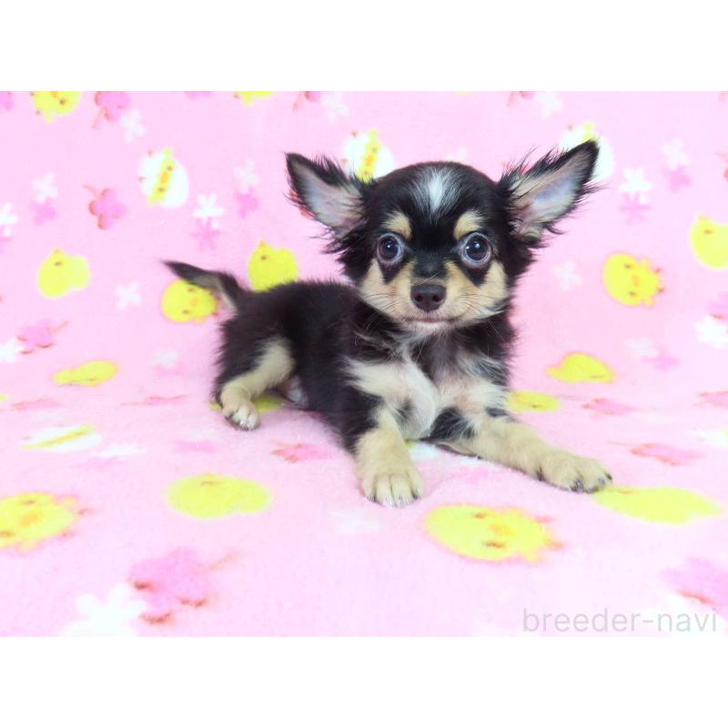 成約済の千葉県のチワワ(ロングコート)-411980の3枚目