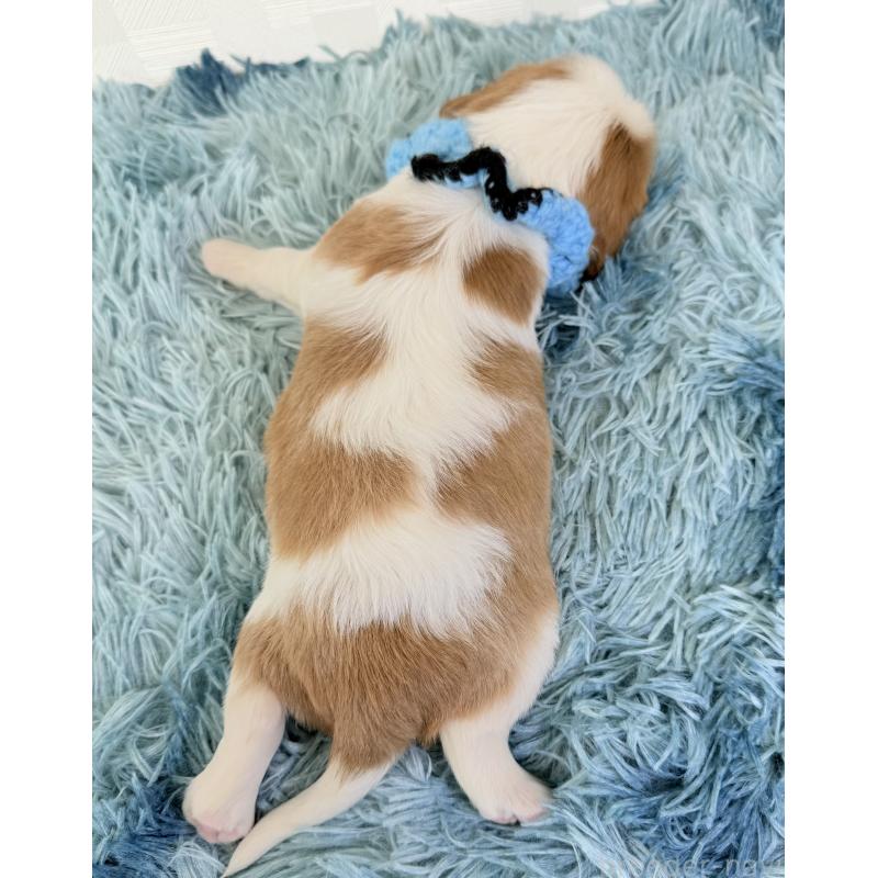 販売中の埼玉県のキャバリアキングチャールズスパニエル-414903の4枚目