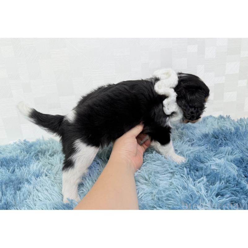 成約済の埼玉県のキャバリアキングチャールズスパニエル-411606の5枚目