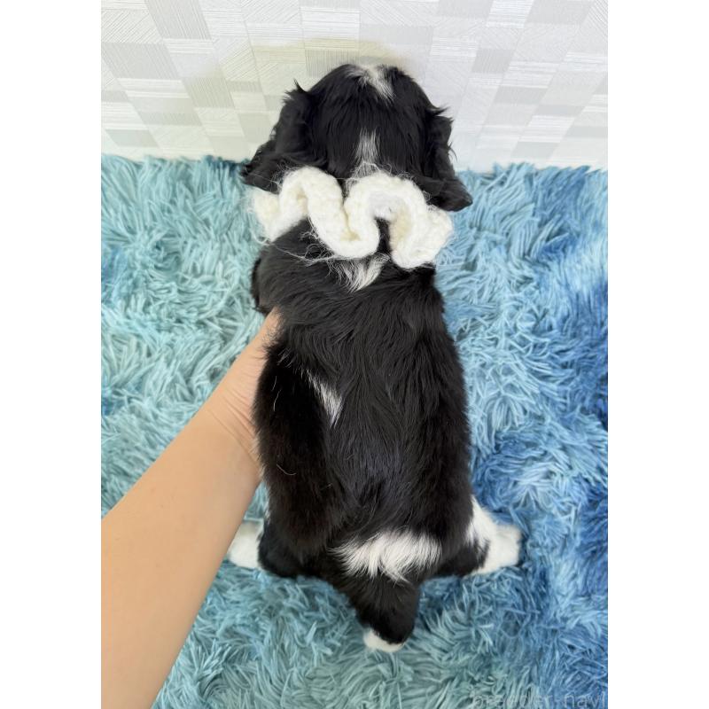 成約済の埼玉県のキャバリアキングチャールズスパニエル-411606の4枚目