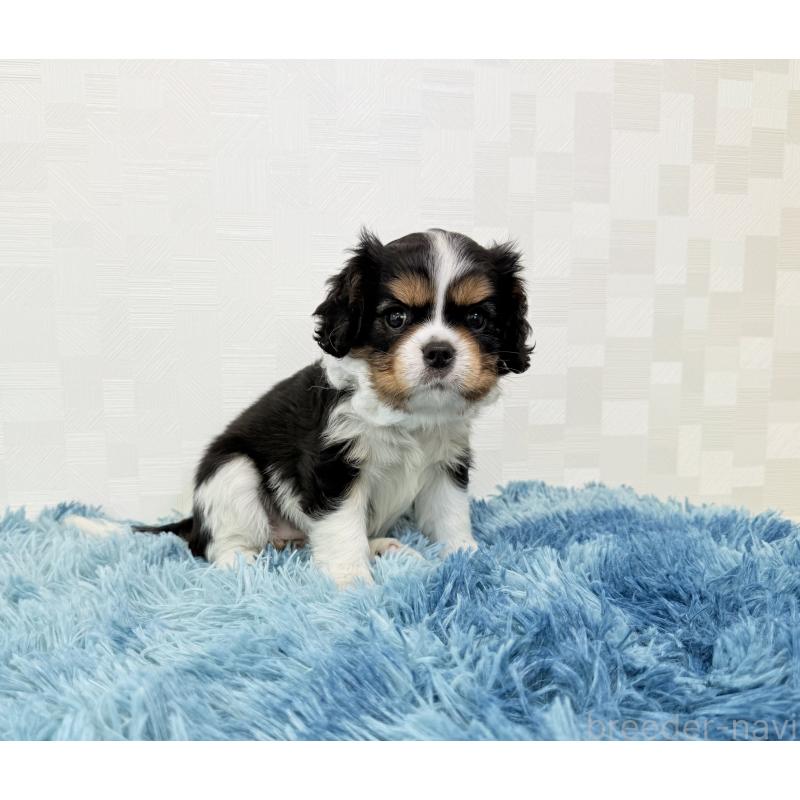 成約済の埼玉県のキャバリアキングチャールズスパニエル-411606の2枚目