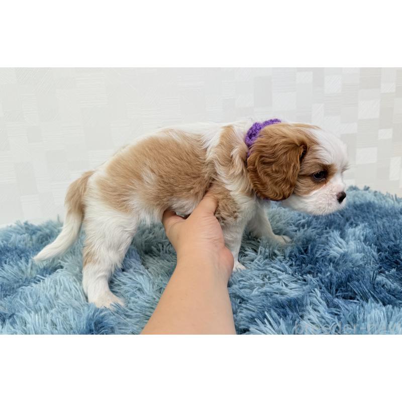 成約済の埼玉県のキャバリアキングチャールズスパニエル-411607の6枚目