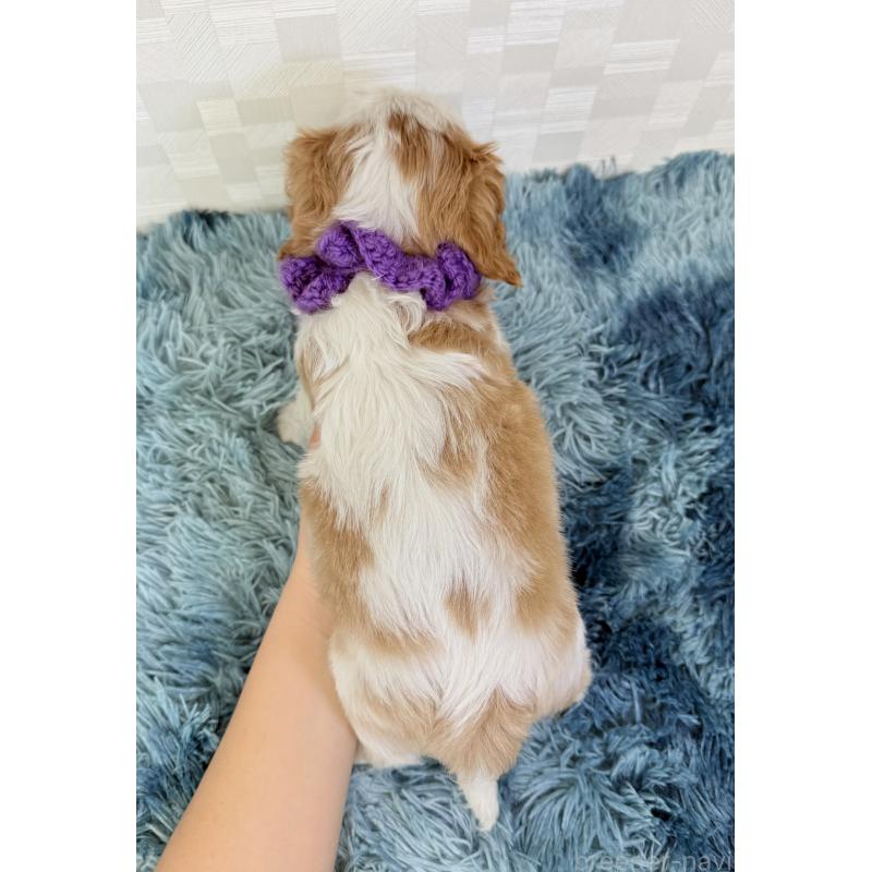 成約済の埼玉県のキャバリアキングチャールズスパニエル-411607の5枚目