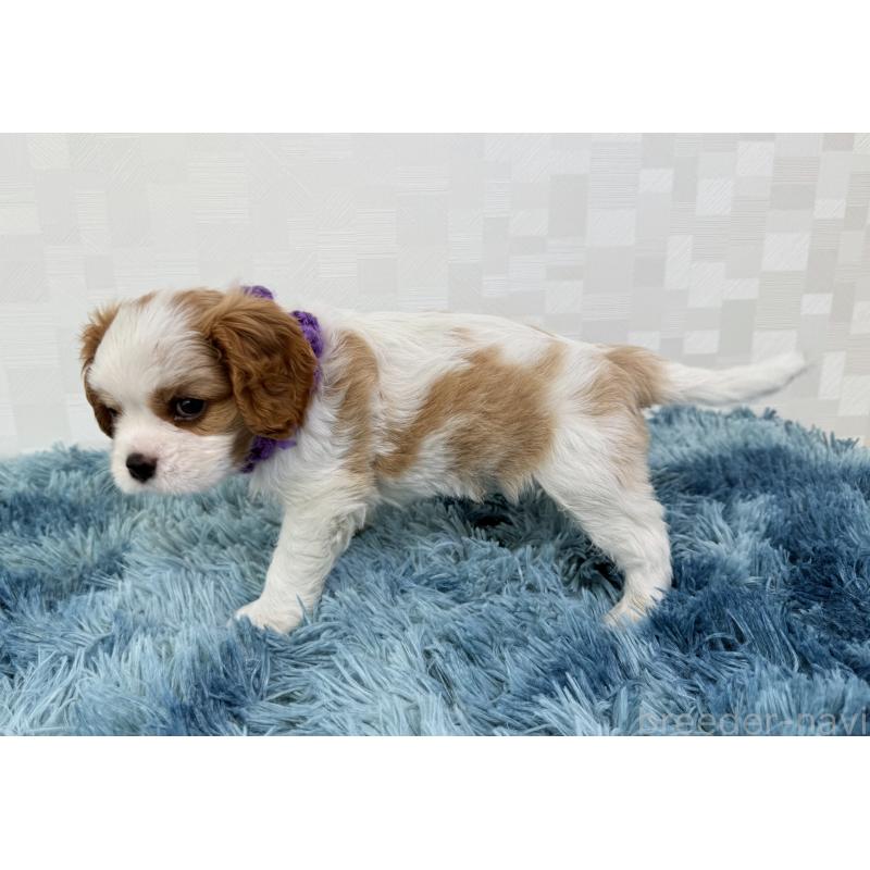 成約済の埼玉県のキャバリアキングチャールズスパニエル-411607の4枚目