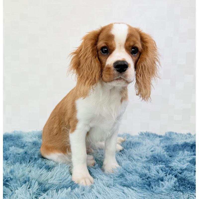 成約済の埼玉県のキャバリアキングチャールズスパニエル-392925の4枚目