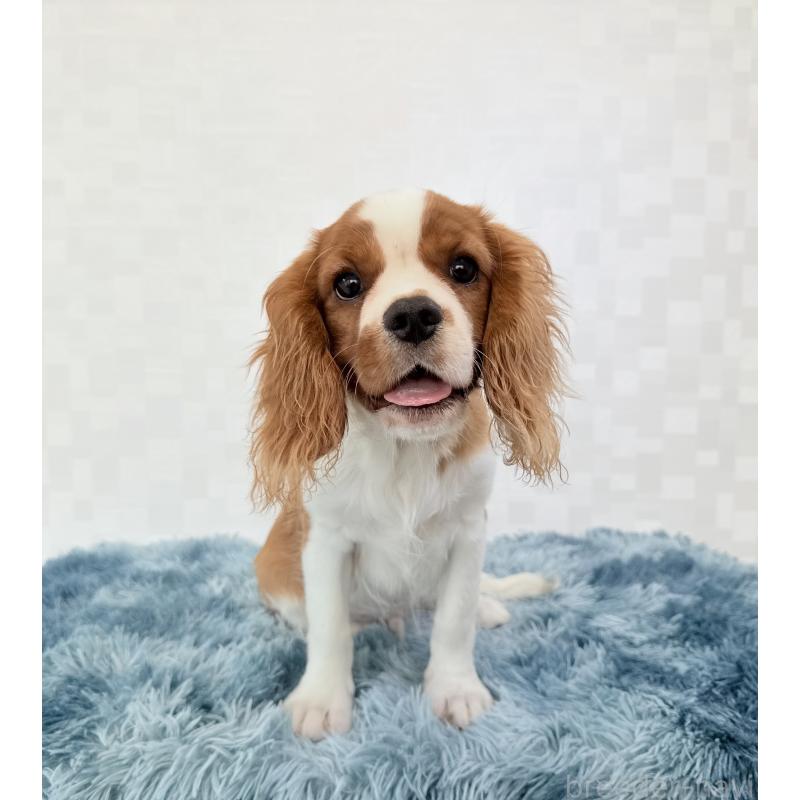 成約済の埼玉県のキャバリアキングチャールズスパニエル-392925の3枚目