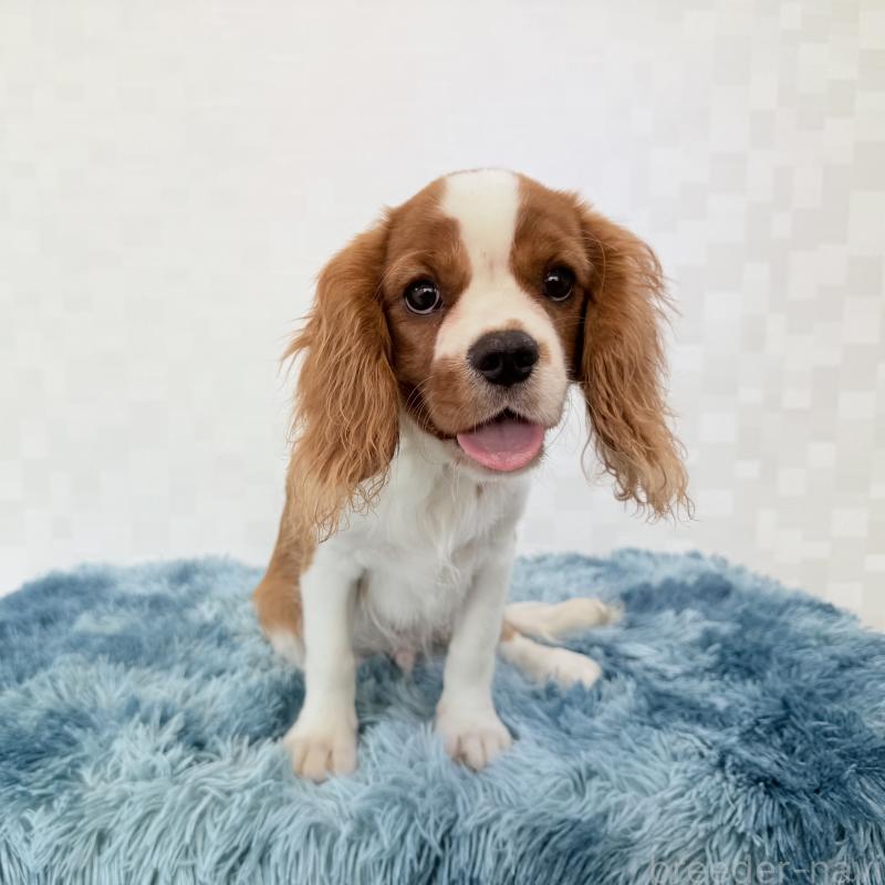 成約済の埼玉県のキャバリアキングチャールズスパニエル-392925の2枚目