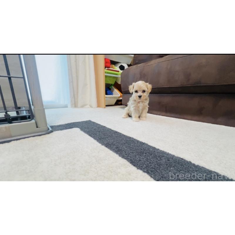 販売中の福岡県のミックス犬-414904の4枚目