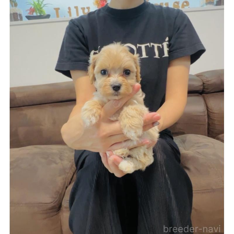 販売中の福岡県のミックス犬-414904の3枚目