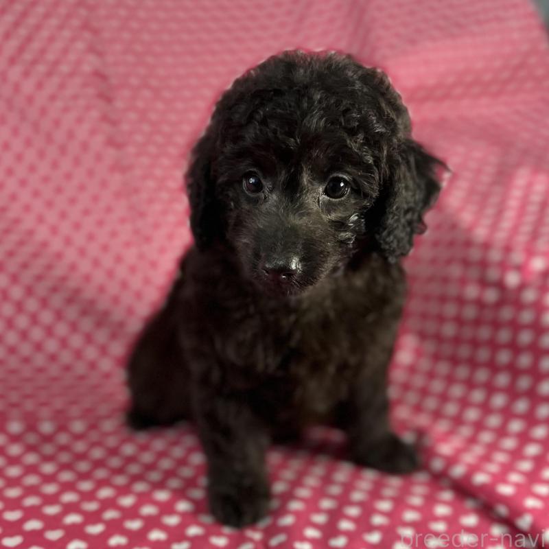 販売中の北海道のミックス犬-414929の1枚目