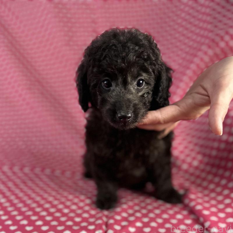 販売中の北海道のミックス犬-414929の4枚目