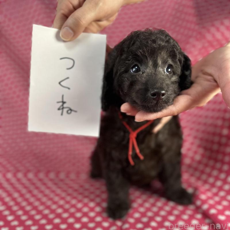 販売中の北海道のミックス犬-414929の3枚目