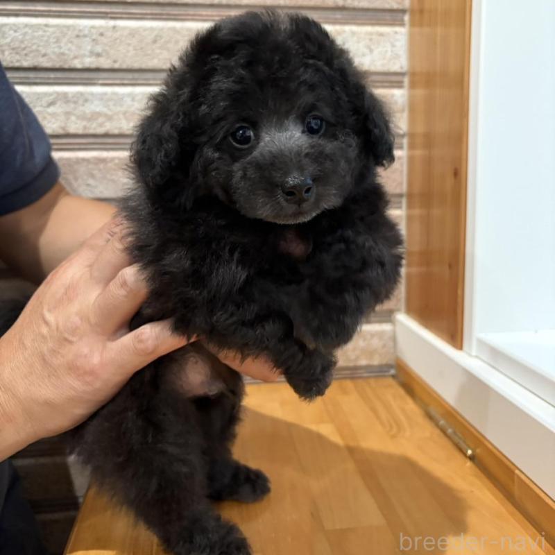 販売中の山形県のトイプードル-414930の3枚目