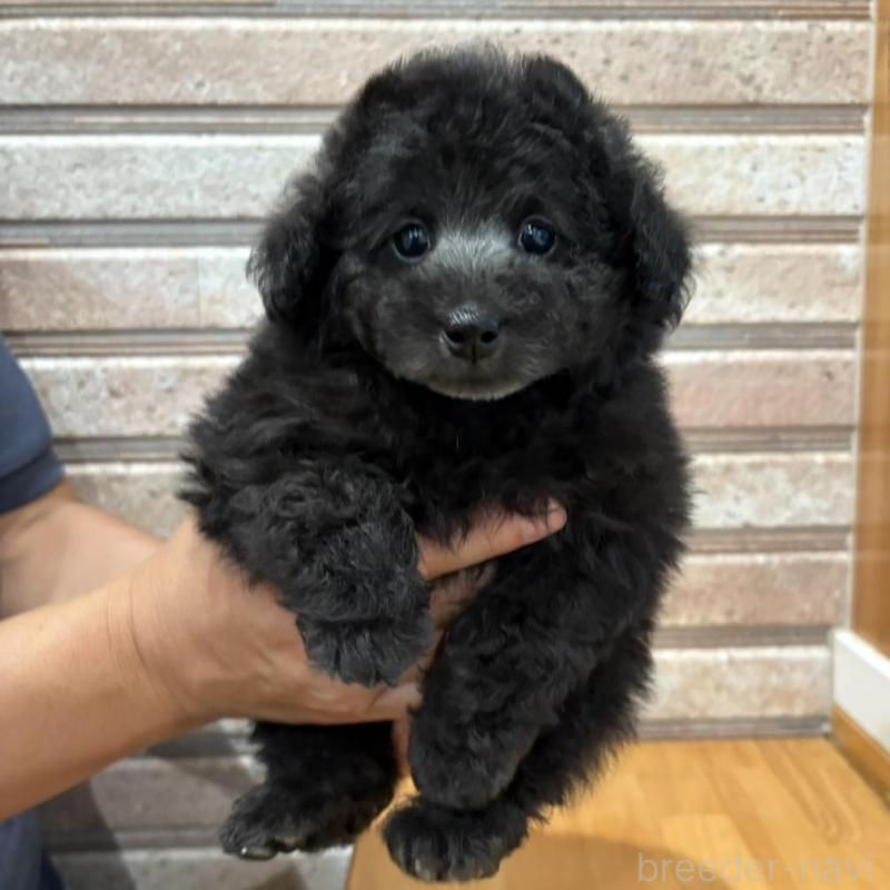 販売中の山形県のトイプードル-414930の1枚目