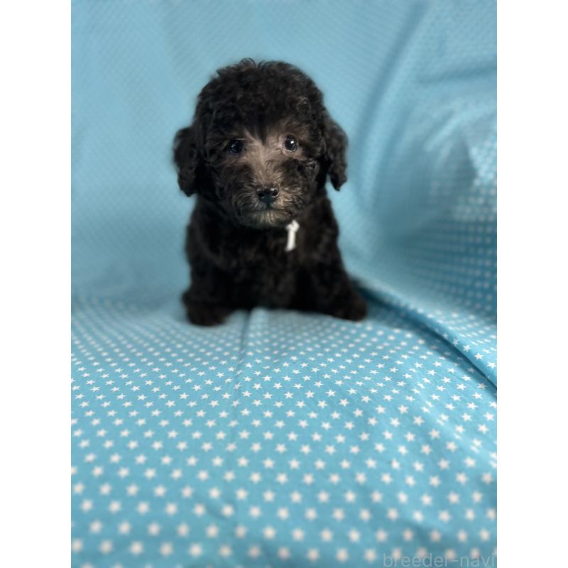 販売中の北海道のミックス犬-414931の4枚目