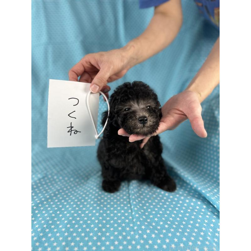 販売中の北海道のミックス犬-414931の3枚目