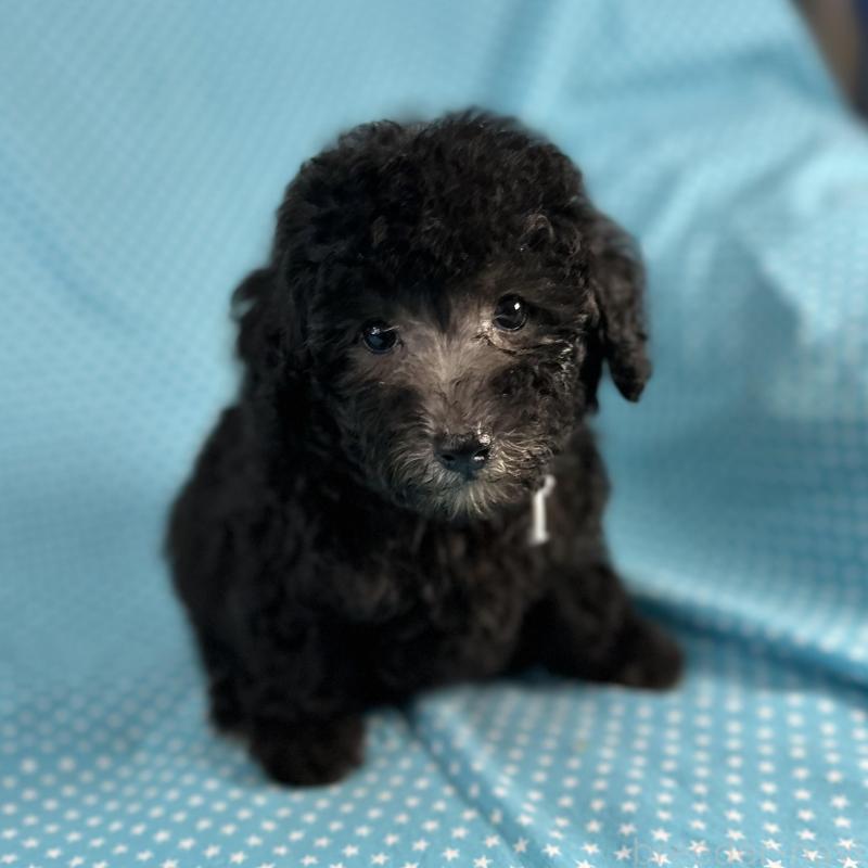 販売中の北海道のミックス犬-414931