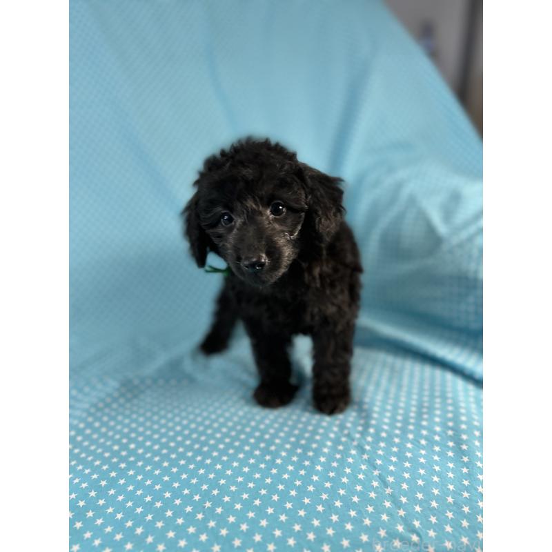販売中の北海道のミックス犬-414932の3枚目