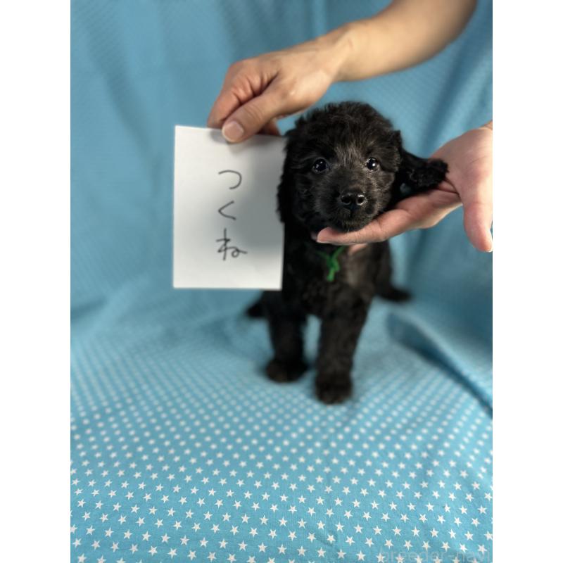 販売中の北海道のミックス犬-414932の2枚目