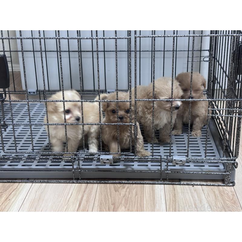 成約済の愛知県のマルプー:マルチーズ×トイプードル-413213の3枚目