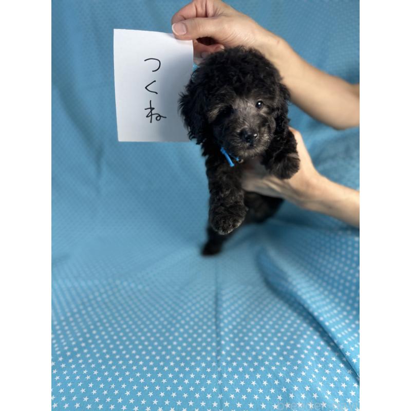 販売中の北海道のミックス犬-414939の5枚目