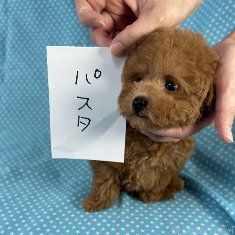 販売中の北海道のタイニープードル-414942の4枚目