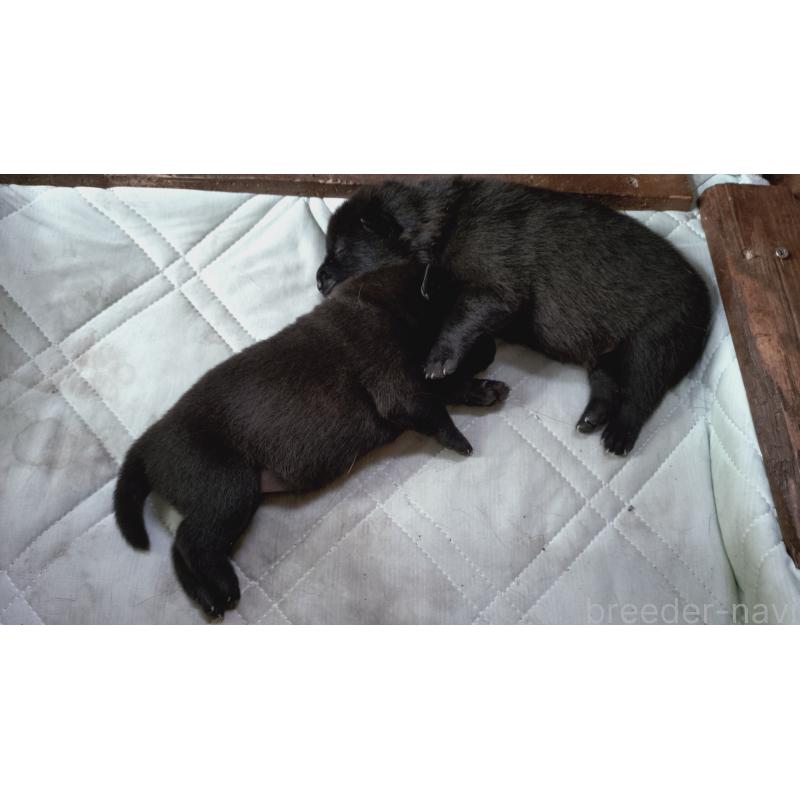 販売中の埼玉県の甲斐犬-414944の3枚目