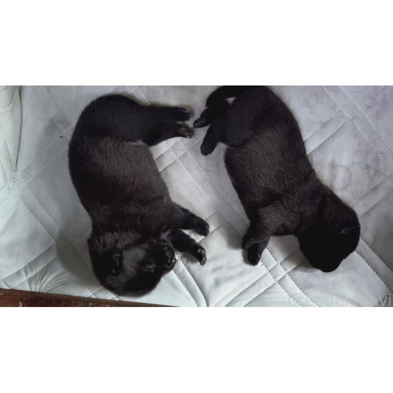 販売中の埼玉県の甲斐犬-414944の2枚目