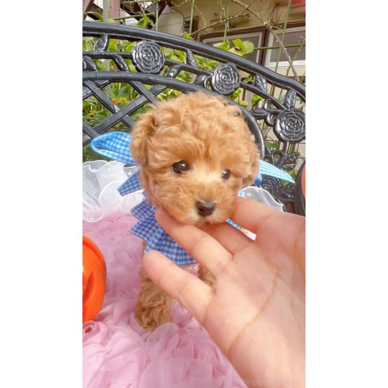 成約済の千葉県のタイニープードル-412687の7枚目