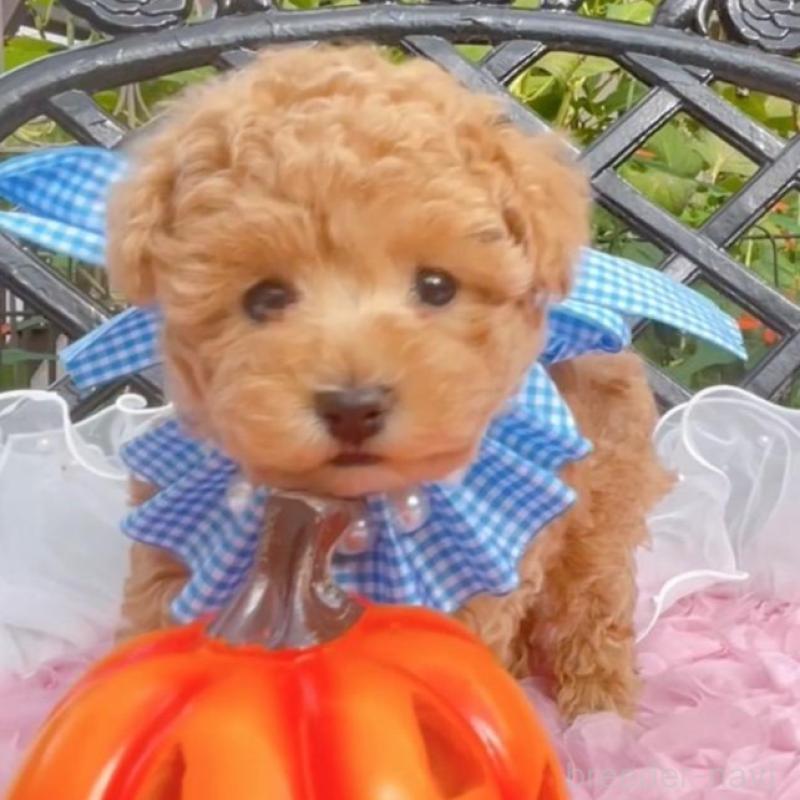 成約済の千葉県のタイニープードル-412687の5枚目