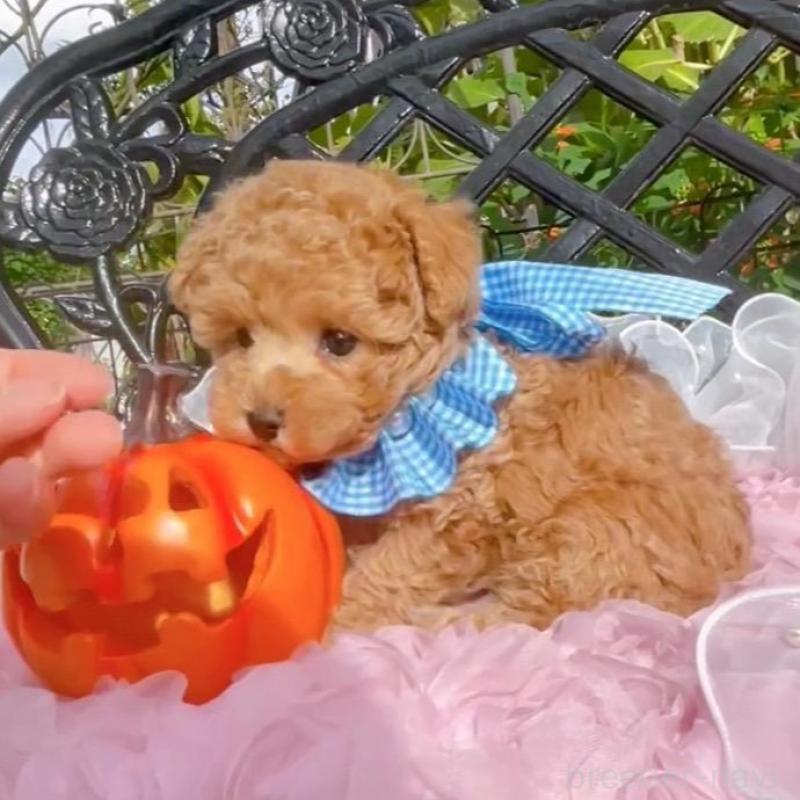 成約済の千葉県のタイニープードル-412687の4枚目