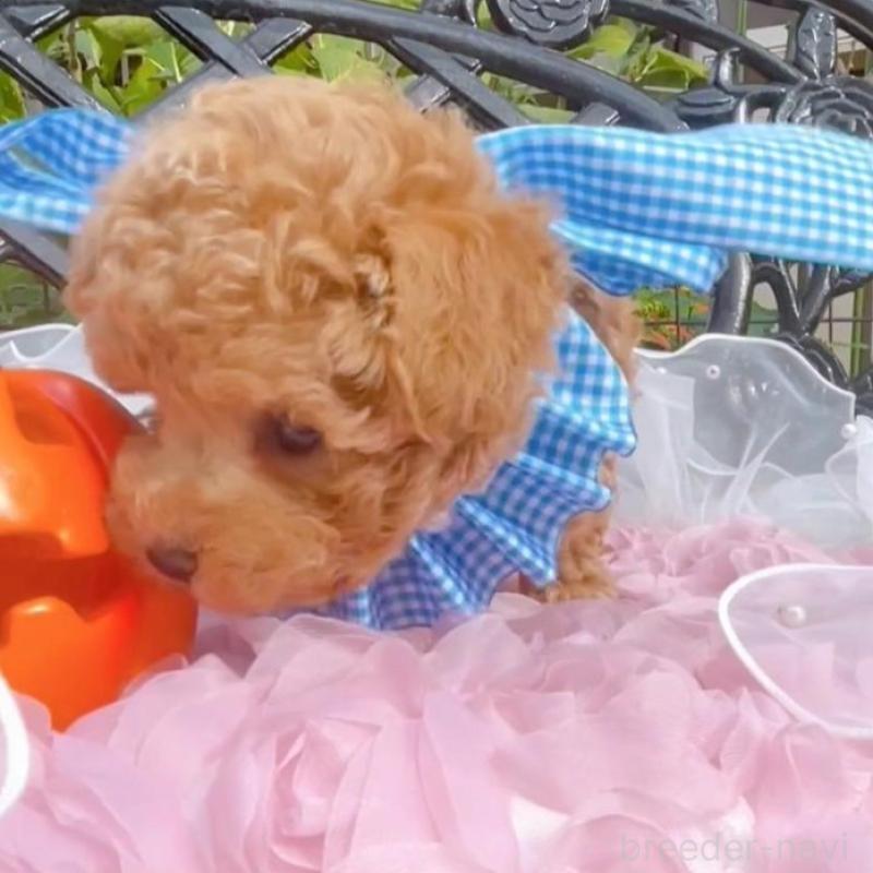 成約済の千葉県のタイニープードル-412687の3枚目